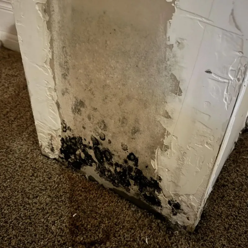 Professional Mold Removal in Crestview, FL